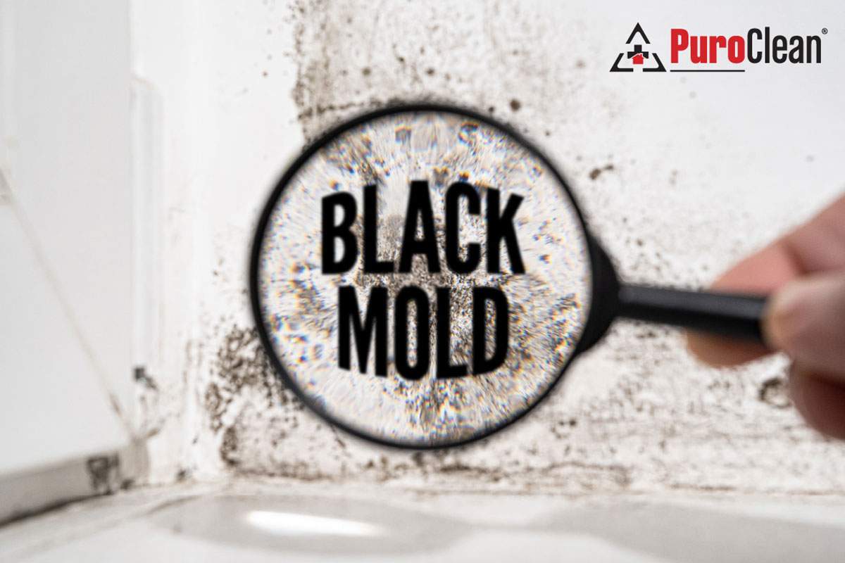 "Black Mold" in a magnifying glass