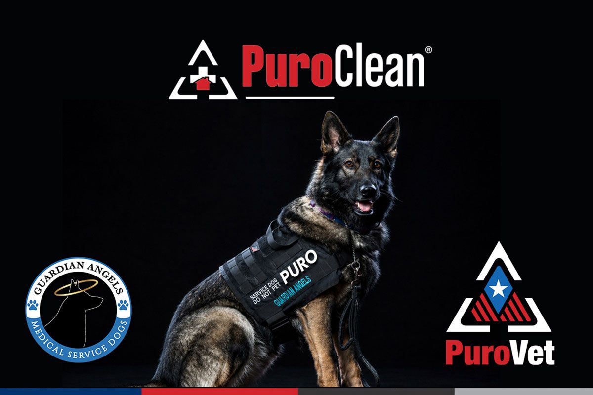 Guardian Angels Medical Service Dog, Puro